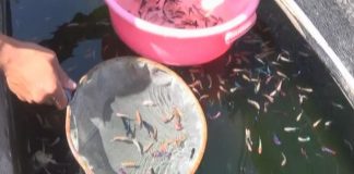 Wabah DBD Meningkat, Penjualan Ikan Cupang Naik Dua Kali Lipat
