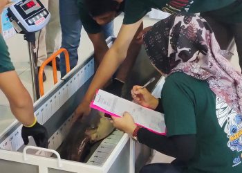 Melihat Kontes Ageng Agengan Lele di Kabupaten Kediri