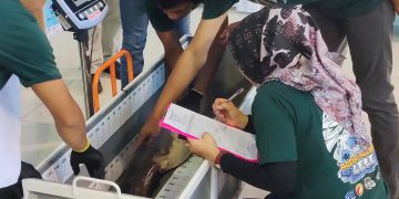 Melihat Kontes Ageng Agengan Lele di Kabupaten Kediri