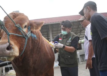 Antisipasi Bahaya PMK, DKPP Kabupaten Kediri Rutin Cek Hewan Kurban Sampai Idul Adha