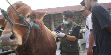 Antisipasi Bahaya PMK, DKPP Kabupaten Kediri Rutin Cek Hewan Kurban Sampai Idul Adha