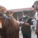 Antisipasi Bahaya PMK, DKPP Kabupaten Kediri Rutin Cek Hewan Kurban Sampai Idul Adha
