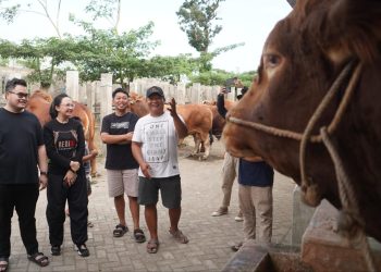 Mas Dhito Borong Sapi Limosin di IBS Farm Plosoklaten Kediri untuk Kurban