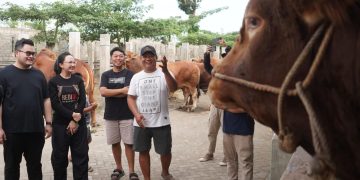 Mas Dhito Borong Sapi Limosin di IBS Farm Plosoklaten Kediri untuk Kurban