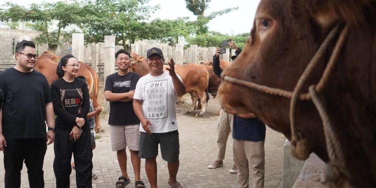 Mas Dhito Borong Sapi Limosin di IBS Farm Plosoklaten Kediri untuk Kurban