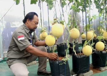 Melihat Budi Daya Melon Berbasis IoT di Kediri, Petani Ringan dan Rasa Buah Lebih Manis