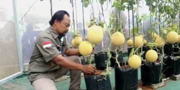 Melihat Budi Daya Melon Berbasis IoT di Kediri, Petani Ringan dan Rasa Buah Lebih Manis