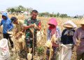 Dansatgas TMMD ke- 122, Dandim 0809/Kediri Panen Jagung Di Salah Satu Lahan Warga Desa Pagung