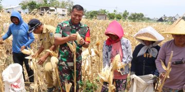 Dansatgas TMMD ke- 122, Dandim 0809/Kediri Panen Jagung Di Salah Satu Lahan Warga Desa Pagung