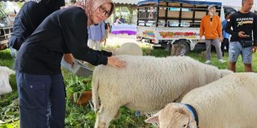 Kabupaten Kediri Surplus 2.138 Ton Daging Sapi