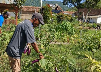 Program Ketahanan Pangan Lapas Kediri: 12 Kali Panen Terong Hasilkan 18 Kuintal