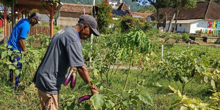 Program Ketahanan Pangan Lapas Kediri: 12 Kali Panen Terong Hasilkan 18 Kuintal