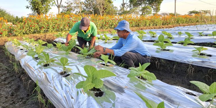 Dinas Pertanian dan Perkebunan Kabupaten Kediri Gelar Inovasi Dan Teknologi Menuju Pertanian Mandiri