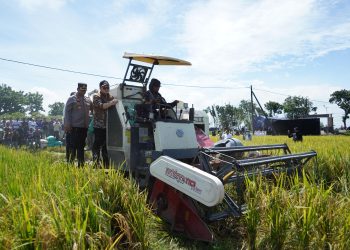 Rasakan Kenaikan Harga Gabah Berkat Terobosan Mas Dhito, Petani Kediri Kembali Bersemangat Tanam Padi