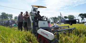 Rasakan Kenaikan Harga Gabah Berkat Terobosan Mas Dhito, Petani Kediri Kembali Bersemangat Tanam Padi