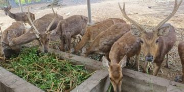 Bupati Tulungagung Bentuk Tim Khusus Rawat Hewan Koleksi Pendopo