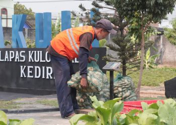 Bukti Nyata Warga Binaan Lapas Kediri Tunjukkan Keberhasilan Dalam Budidaya Ubi Cilembu
