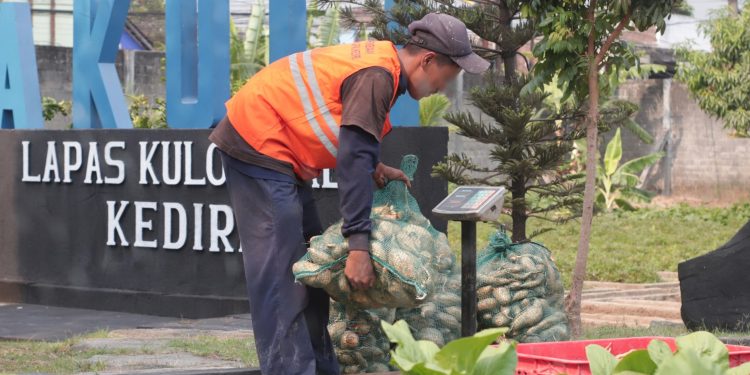 Bukti Nyata Warga Binaan Lapas Kediri Tunjukkan Keberhasilan Dalam Budidaya Ubi Cilembu