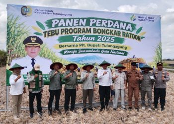 Panen Perdana Tebu Program Bongkar Ratoon, Plt Bupati Tulungagung Dukung Program Pemerintah