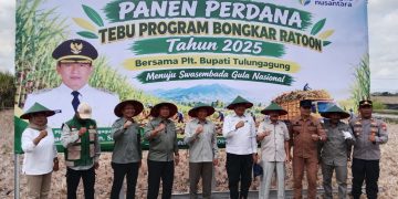Panen Perdana Tebu Program Bongkar Ratoon, Plt Bupati Tulungagung Dukung Program Pemerintah