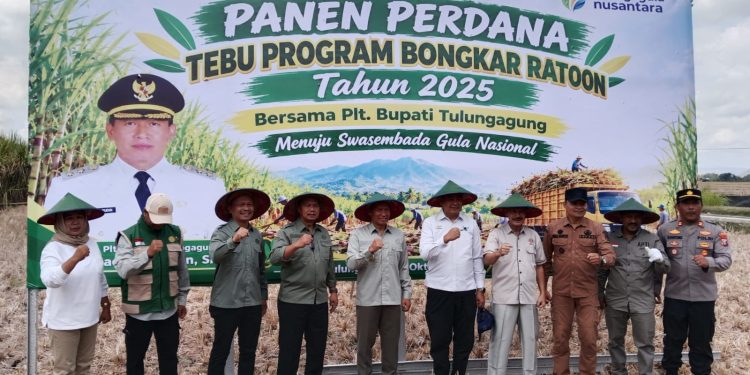 Panen Perdana Tebu Program Bongkar Ratoon, Plt Bupati Tulungagung Dukung Program Pemerintah